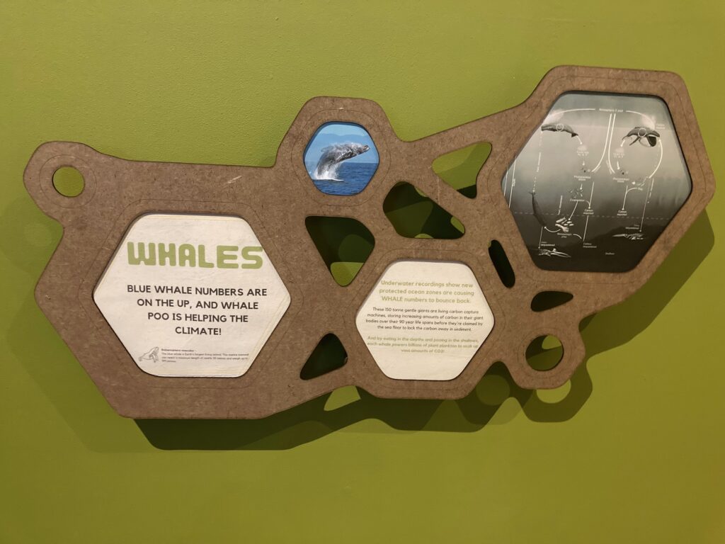 Whale poo is good for you
